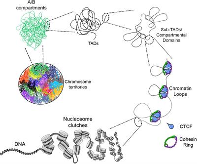 Chromatin Remodelers in the 3D Nuclear Compartment